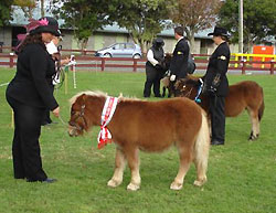 Shetland Foal Gleneagles Pumpkin