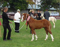 kaimai_gwynoch Kaimai Gwyn’och Winner of Purebred Welsh B.C.&D. Foal This foal went on to take out the Supreme foal Award at the Welsh Foal Show the following day.