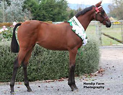 Supreme Foal of Show. REGENT PARK SCANDALOUS