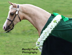 Supreme Foal of Show. GRAEMAR SHOWTIME exhibited by GRAEMAR LODGE