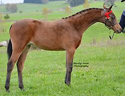 ks-princess-royal-250 PRINCESS ROYAL (Ascot Royal Signature x KS Royal Rose) winner of Show Pony Type Foal to mature 128cm & under, 2nd in Pony Foal Registered with PBSNZ to mature 148cm & under Sash class, 1st in Welsh Partbred Foal to mature 128cm & under for KS Show Horses.