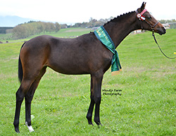 LINDEN JUST A DREAM (Kolbeach Holly’s Masterpiece x Greenlee Dream Time) winner of Pony Foal Registered with PBSNZ Sash class and Champion Pony Foal for Linden Riding Pony Stud.