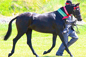 13th Annual Canterbury Area In-Hand & Ridden Show 2015